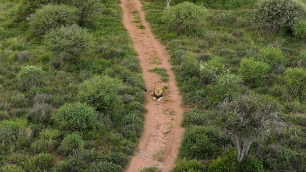 Aerial view of a male lion resting on a dirt track South Africa.