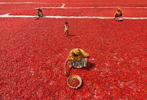 Bogura Bangladesh 12 March 2018 View of workers and a child among vast carpets of red chili peppers drying in the sun. Bogura Bangladesh 12 March 2018 View of workers and a child among vast carpets of red chili peppers drying in the sun.