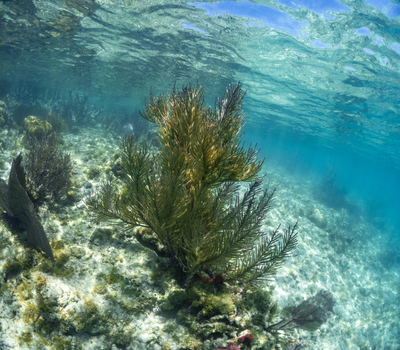 View of a vibrant sea fan coral growing on a sandy seabed in clear turquoise water Guanaja Bay Islands Department Honduras. View of a vibrant sea fan coral growing on a sandy seabed in clear turquoise water Guanaja Bay Islands Department Honduras.