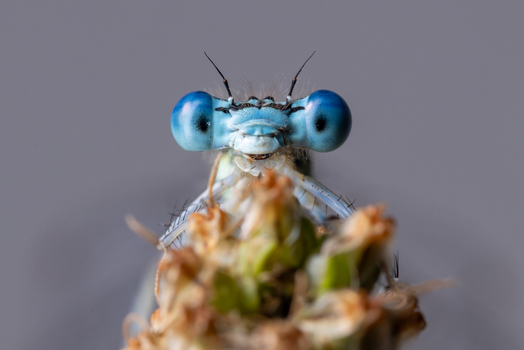 View of a blue damselfly head with large compound eyes resting on a plant stem against a soft bokeh background in Wittenheim Grand Est France.