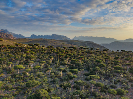 Aerial view of the Dragon s Blood Trees stand as verdant sentinels against the backdrop of rugged mountains their umbrella like canopies painting a surreal landscape Firmihin Socotra Yemen.