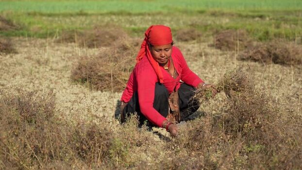 View of a woman harvesting crops in a field Nepal.