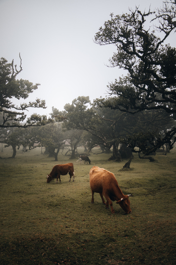 View of cows grazing in the misty Fanal Forest with ancient laurel trees in Seixal Madeira Portugal.