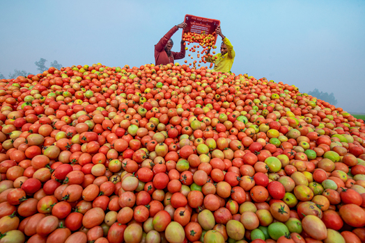 Bogura Bangladesh 24 January 2022 View of two workers pouring fresh red tomatoes from a plastic crate onto a large heap during the harvest season under a hazy sky. Bogura Bangladesh 24 January 2022 View of two workers pouring fresh red tomatoes from a plastic crate onto a large heap during the harvest season under a hazy sky.