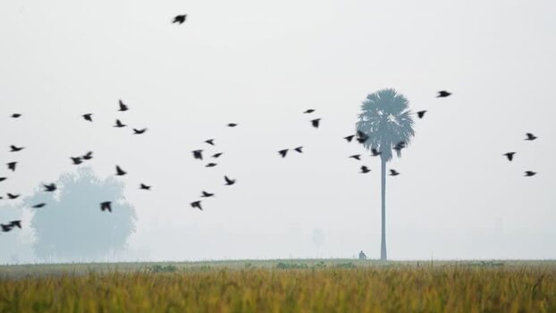 View of birds flying over misty fields in Bogura Bangladesh.