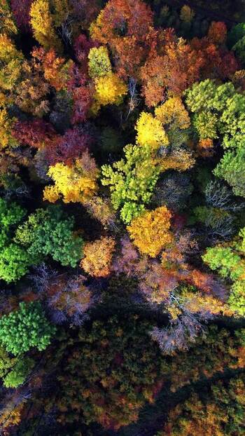 Aerial view of autumn forest in Miskolc Hungary. Aerial view of autumn forest in Miskolc Hungary.
