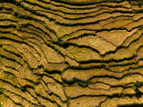 Aerial view of golden terraced rice fields creating an undulating pattern across the landscape in Nepal.