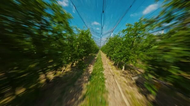 FPV aerial view of vineyard rows in Vojvodina Serbia.