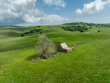 Aerial view of a rustic stone building nestled beside a solitary tree amidst the undulating green meadows under a vast sky Nasbinals Occitanie France. Aerial view of a rustic stone building nestled beside a solitary tree amidst the undulating green meadows under a vast sky Nasbinals Occitanie France.