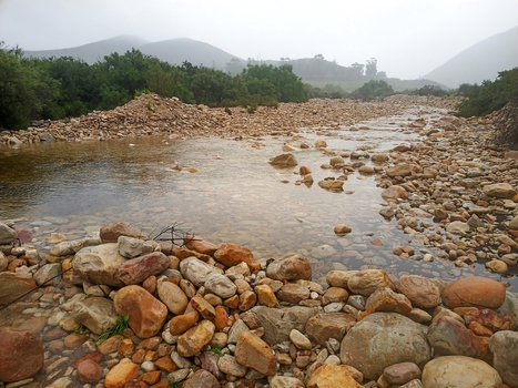 View of a shallow rocky riverbed with smooth stones and clear water flowing through a landscape of green bushes and misty mountains in Robertson Western Cape South Africa. View of a shallow rocky riverbed with smooth stones and clear water flowing through a landscape of green bushes and misty mountains in Robertson Western Cape South Africa.