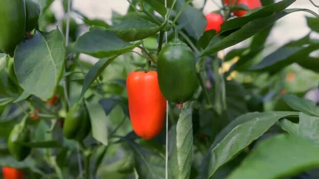 View of ripening peppers on a plant in Tuxpan Mexico.