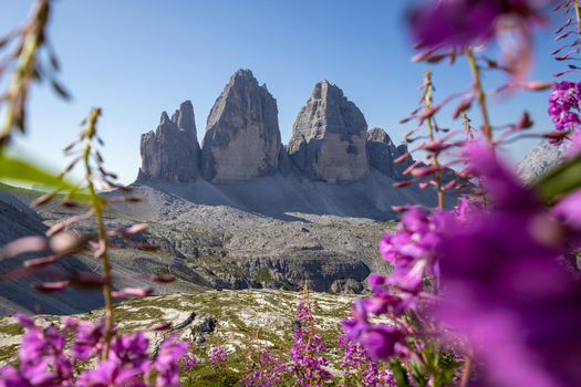 View of Tre Cime di Lavaredo framed by vibrant purple wildflowers in the foreground under a clear blue sky in the Dolomites Auronzo di Cadore Veneto Italy.