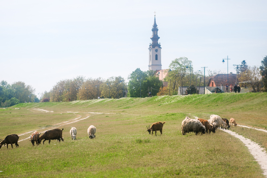 View of a herd of sheep and goats grazing in a green field with a historic church tower and trees in the distance in Futog Vojvodina Serbia. View of a herd of sheep and goats grazing in a green field with a historic church tower and trees in the distance in Futog Vojvodina Serbia.