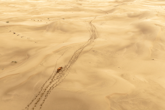Aerial view of a lone animal walking across vast golden sand dunes in the desert leaving a trail of footprints in the soft sand in Senek Mangystau Region Kazakhstan.