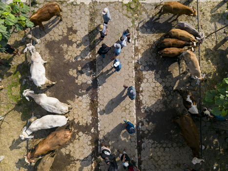 Aerial view of Animal Market Prambanan with people walking between rows of tethered cows on a paved ground in Kecamatan Prambanan Jawa Tengah Indonesia. Aerial view of Animal Market Prambanan with people walking between rows of tethered cows on a paved ground in Kecamatan Prambanan Jawa Tengah Indonesia.