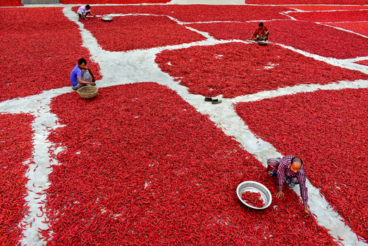 Bogura Bangladesh 27 January 2017 View of workers sorting and spreading red chili peppers across large drying fields under bright daylight. Bogura Bangladesh 27 January 2017 View of workers sorting and spreading red chili peppers across large drying fields under bright daylight.