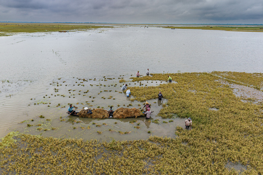 Itna Bangladesh 04 May 2026 Aerial view of farmers harvesting rice in a flooded field with a wooden boat under an overcast sky. Itna Bangladesh 04 May 2026 Aerial view of farmers harvesting rice in a flooded field with a wooden boat under an overcast sky.
