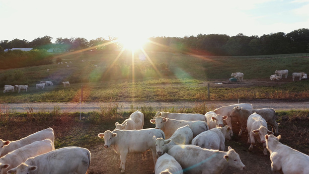 Aerial view of a herd of white cattle grazing in a rural pasture at sunset with rolling hills and lens flare in Yanceyville North Carolina United States.