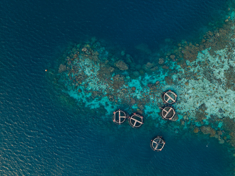 Aerial view of circular fish cages floating above a vibrant coral reef in the turquoise waters of the Karimunjawa Jawa Tengah Indonesia. Aerial view of circular fish cages floating above a vibrant coral reef in the turquoise waters of the Karimunjawa Jawa Tengah Indonesia.
