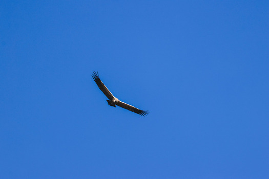 Aerial view of a vulture soaring with wings spread wide against a clear blue sky over Marakele National Park Waterberg District Municipality Limpopo South Africa. Aerial view of a vulture soaring with wings spread wide against a clear blue sky over Marakele National Park Waterberg District Municipality Limpopo South Africa.