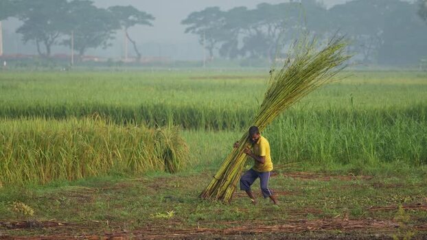 View of a farmer carrying a bundle of jute in a field Bangladesh. View of a farmer carrying a bundle of jute in a field Bangladesh.