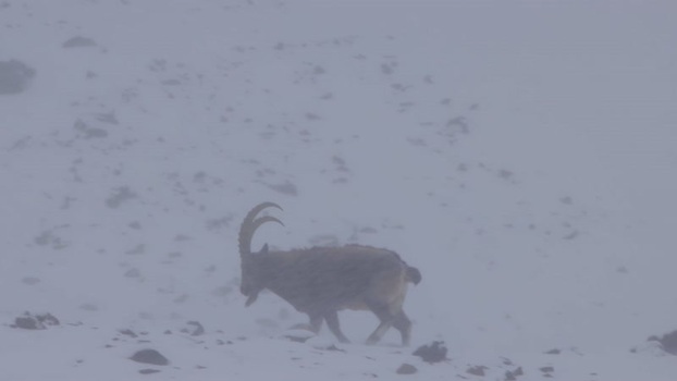 View of an Ibex in Khunjerab National Park Pakistan. View of an Ibex in Khunjerab National Park Pakistan.