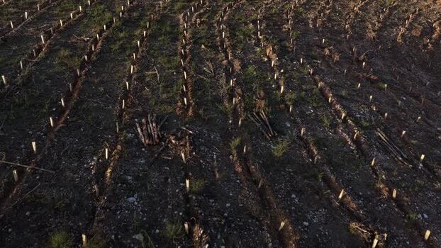 Aerial view of planted saplings Portugal.