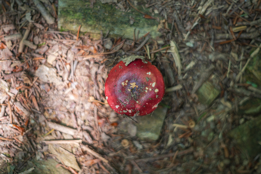 View of a vibrant red mushroom growing on the forest floor amidst twigs fallen leaves and soil in Deer Park Looe Cornwall United Kingdom. View of a vibrant red mushroom growing on the forest floor amidst twigs fallen leaves and soil in Deer Park Looe Cornwall United Kingdom.