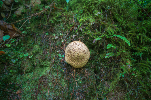 View of a textured puffball mushroom growing on a mossy forest floor surrounded by ferns and pine needles in Deer Park Looe Cornwall United Kingdom. View of a textured puffball mushroom growing on a mossy forest floor surrounded by ferns and pine needles in Deer Park Looe Cornwall United Kingdom.