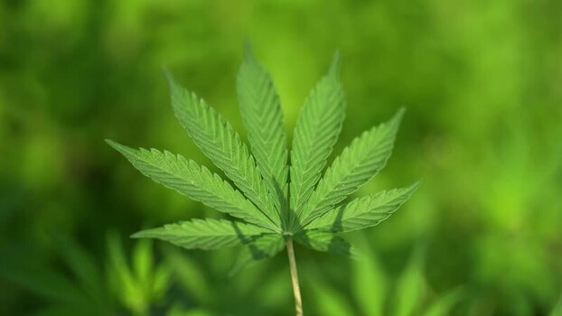 View of a green cannabis leaf in the wild Nepal.