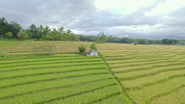 Aerial view of terraced rice fields and a small hut Indonesia.