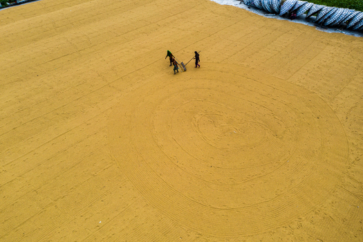 Brahmanbaria Bangladesh 15 August 2021 Aerial view of workers spreading and drying harvested grain in large circular patterns on a flat ground surface.