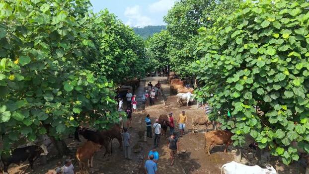 Aerial view of Animal Market Prambanan with cattle Indonesia. Aerial view of Animal Market Prambanan with cattle Indonesia.