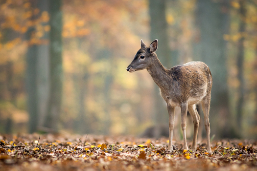 View of a young deer standing in a forest covered with fallen autumn leaves in Debrzno Pomeranian Voivodeshi Poland. View of a young deer standing in a forest covered with fallen autumn leaves in Debrzno Pomeranian Voivodeshi Poland.