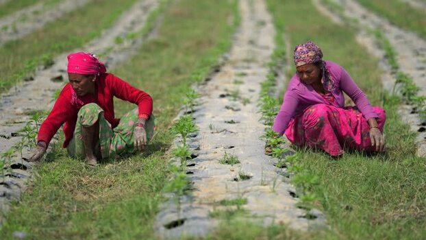 View of women working in agricultural fields in Dang Nepal.