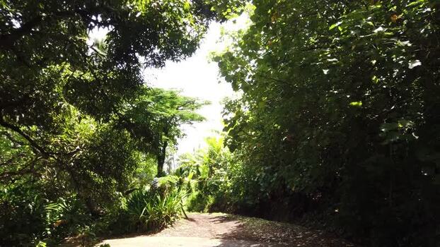View of a winding dirt path Pitcairn Islands.
