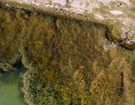 Aerial view of Blind Lake Sarfaranga Shigar featuring dense reeds along the shoreline and clear water in Skardu Gilgit Pakistan.