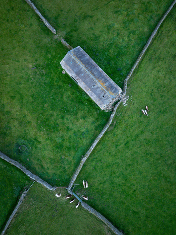 Aerial view of a stone barn in the Yorkshire Dales surrounded by green pastures and traditional dry stone walls with cows grazing in Leyburn England United Kingdom.