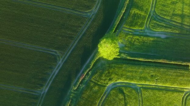 Aerial view of a lone tree in green fields Ireland.