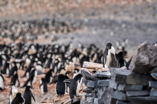View of a large colony of Adelie penguins gathered on the rocky shore of Paulet Island Antarctica. View of a large colony of Adelie penguins gathered on the rocky shore of Paulet Island Antarctica.
