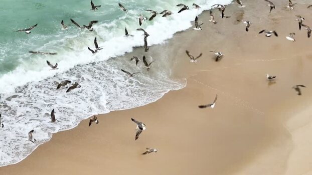 Aerial view of seagulls flying over the beach Portugal. Aerial view of seagulls flying over the beach Portugal.