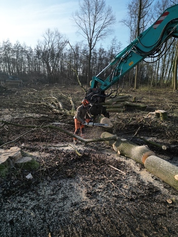 Nederland 06 July 2026 Aerial view of a forestry worker using a chainsaw to process a fallen tree in a woodland clearing with an excavator arm positioned above. Nederland 06 July 2026 Aerial view of a forestry worker using a chainsaw to process a fallen tree in a woodland clearing with an excavator arm positioned above.