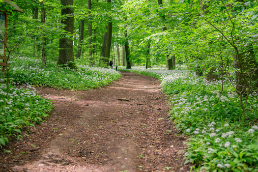 View of a dirt path winding through a lush forest with blooming white wildflowers near Driny in Male Karpaty mountains Smolenice Trnava Region Slovakia. View of a dirt path winding through a lush forest with blooming white wildflowers near Driny in Male Karpaty mountains Smolenice Trnava Region Slovakia.