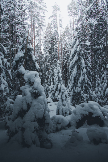 View of Lahemaa National Park with snow covered pine trees in a dense winter forest in Estonia. View of Lahemaa National Park with snow covered pine trees in a dense winter forest in Estonia.