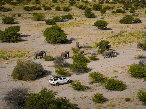 Aerial view of elephants moving through the sparse arid landscape dotted with green shrubs while a white safari vehicle stands nearby Uis Erongo Region Namibia.