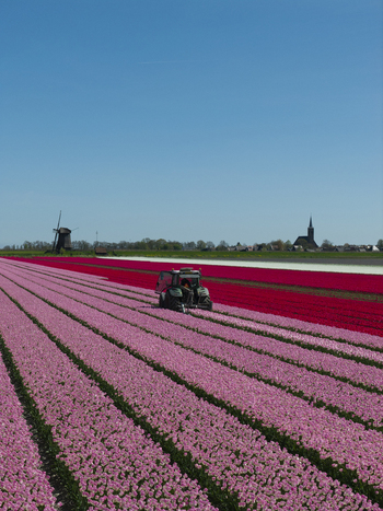 Aerial view of a tractor working in vibrant rows of pink and red tulips with a traditional windmill and church spire in the background in the Netherlands. Aerial view of a tractor working in vibrant rows of pink and red tulips with a traditional windmill and church spire in the background in the Netherlands.