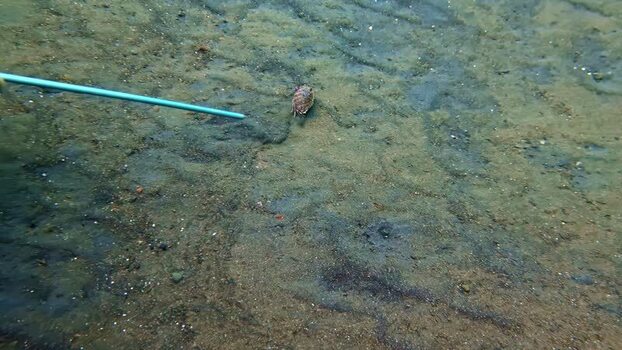 View of a small crab on the seabed in Indonesia.
