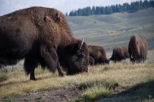 View of American bison grazing in a grassy field at Yellowstone National Park with rolling hills and forest in the background in the United States.