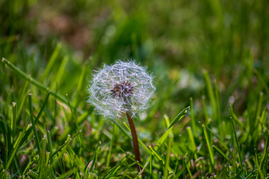 View of a delicate dandelion seed head standing in a lush green grassy field in Looe Cornwall United Kingdom. View of a delicate dandelion seed head standing in a lush green grassy field in Looe Cornwall United Kingdom.