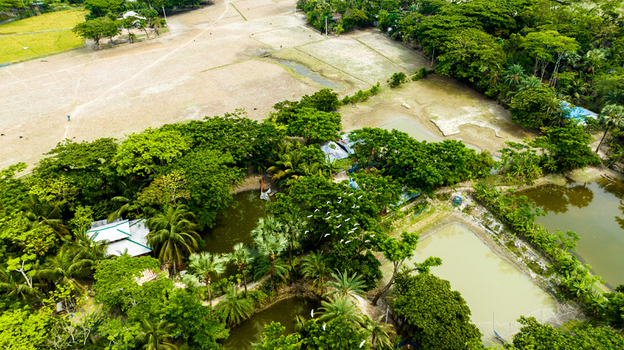 Aerial view of lush green trees palm trees and agricultural fields surrounding small ponds with white birds flying over the landscape in Patharghata Barisal Division Bangladesh. Aerial view of lush green trees palm trees and agricultural fields surrounding small ponds with white birds flying over the landscape in Patharghata Barisal Division Bangladesh.